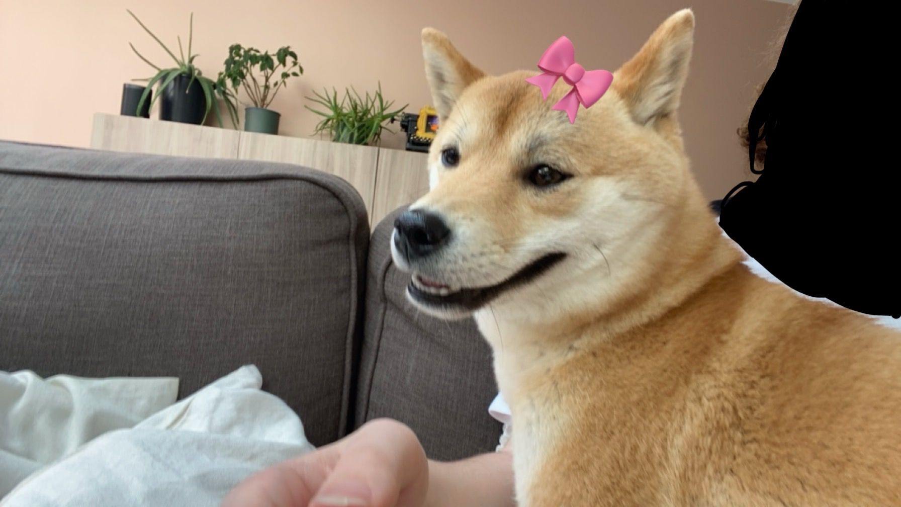 Vrolijke hond met roze strik binnen op de bank